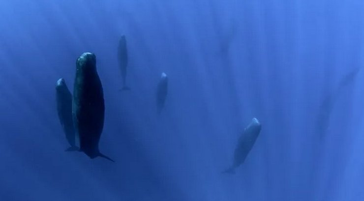 кашалот, сон