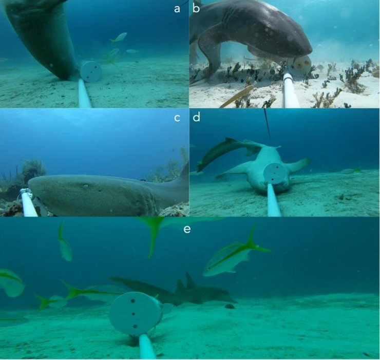 поведение акул