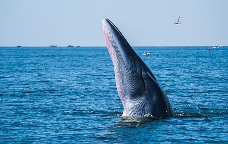 Ранее самка горбатого кита проплыла 9800 км от Бразилии до Мадагаскара