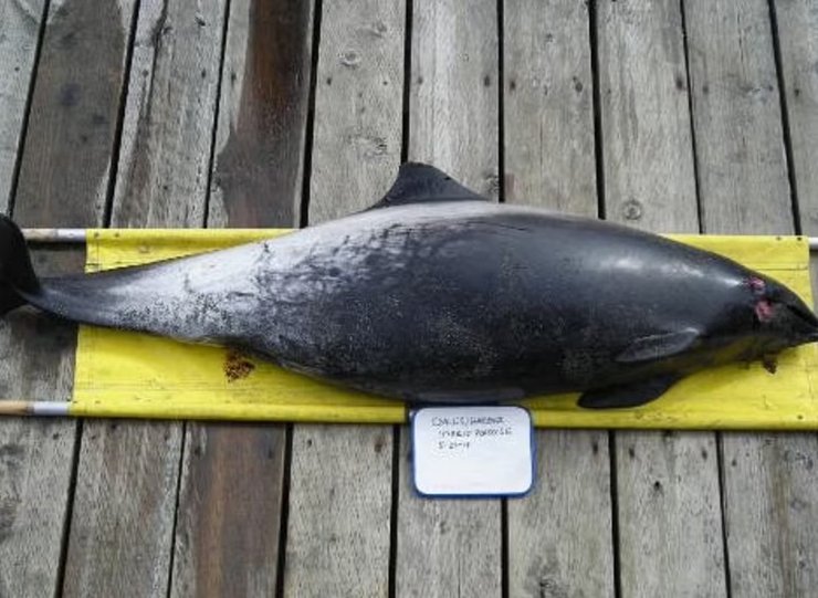 гибрид морской свиньи