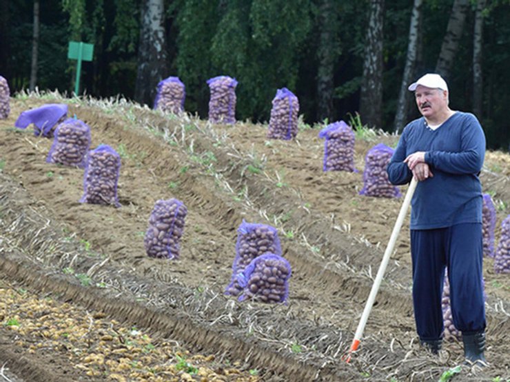 лукашенко и картошка