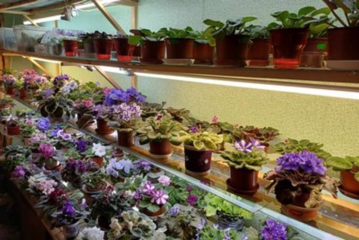 Цветочница из Житомира в двухкомнатном доме собрала более 400 сортов фиалок