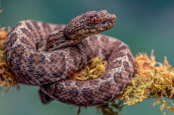 змія гадюка гадюка вії
