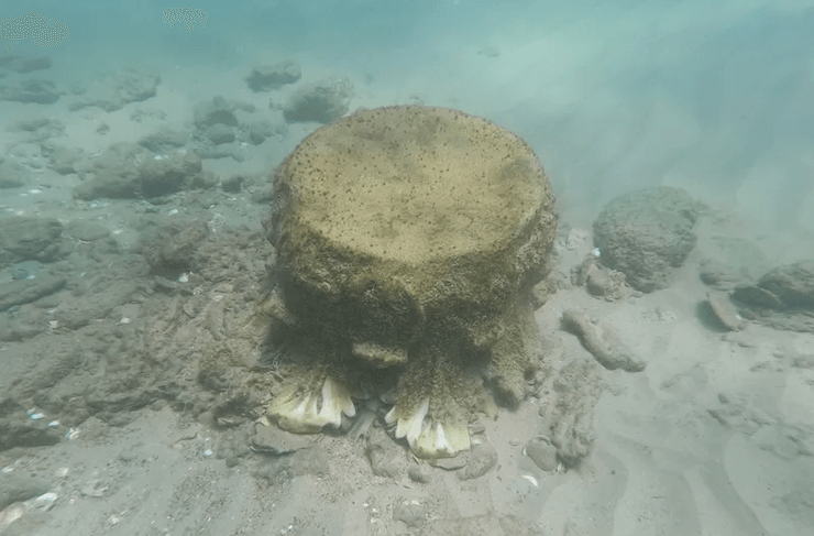 Римська імперія, мармурові колони, підводна археологія, торгове судно, морська торгівля, стародавні артефакти, шторм, мілководдя