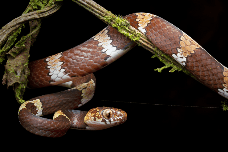 змея, Dipsas welborni