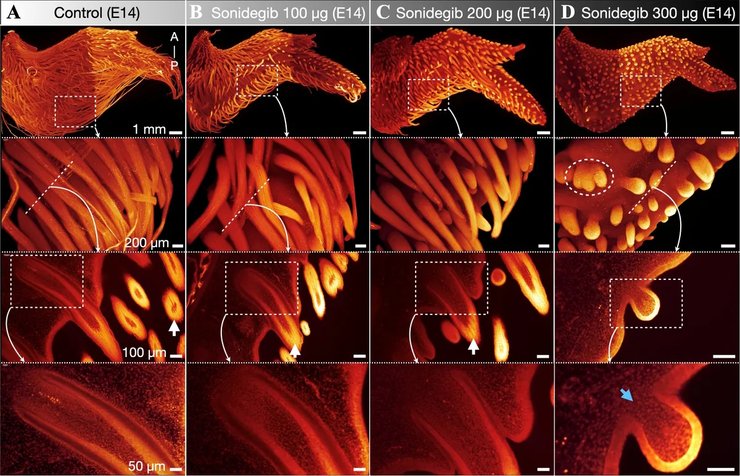 динозавры, куры, перья