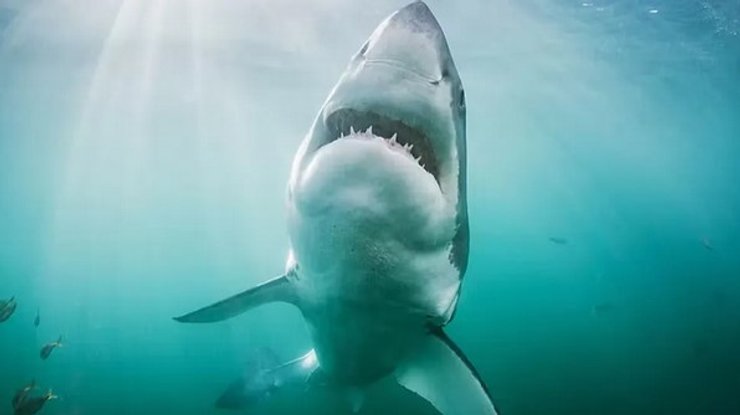 белая акула