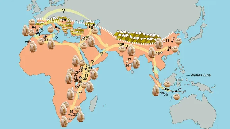 гомініди, міграція, Африка, Європа, човен, судно, Гібралтар, протока, Орсе, Іспанія, плавання, Азія, знахідка, розвиток, скам’янілість, дослідження, археологи, археологія