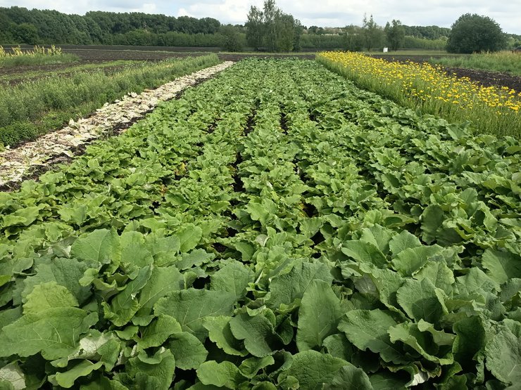 поле, лопухи