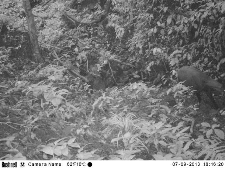 саола фотоловушка