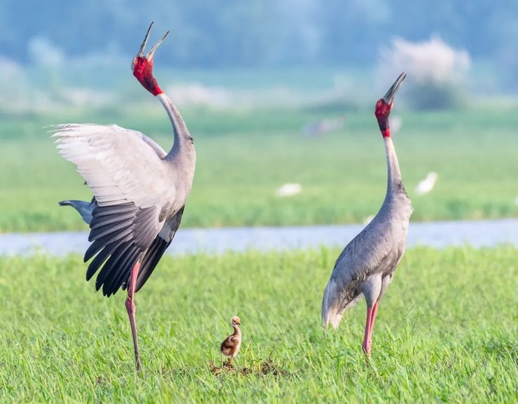 птица сарус журавель