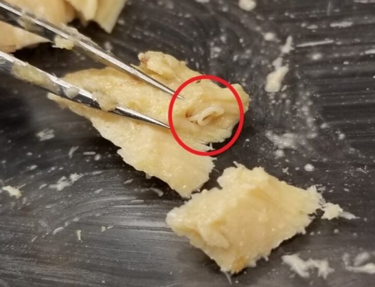 консерва лосось паразит