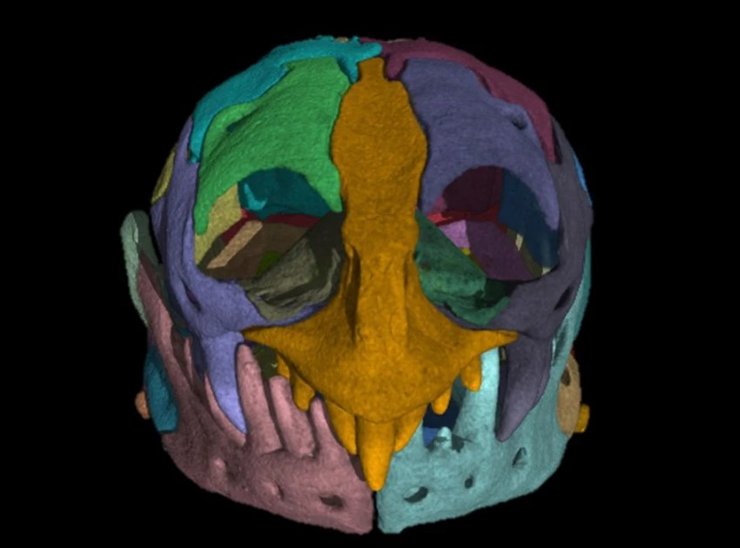 череп амфісбенії