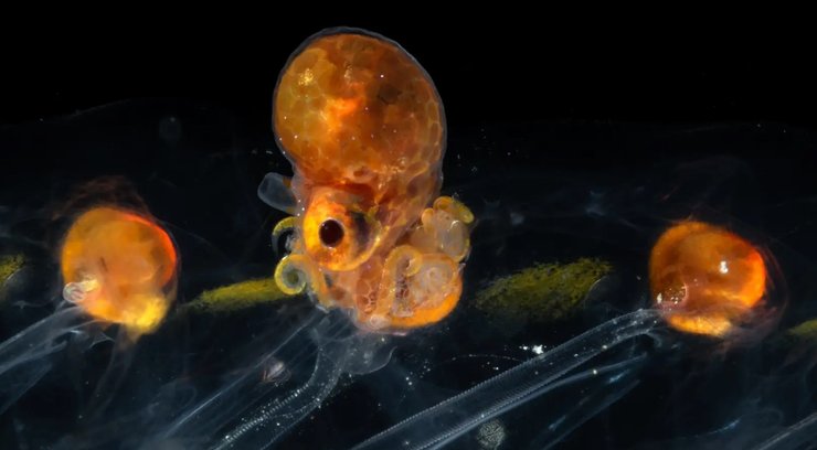 аргонавт осьминог, осьминог. осьминог аргонавт