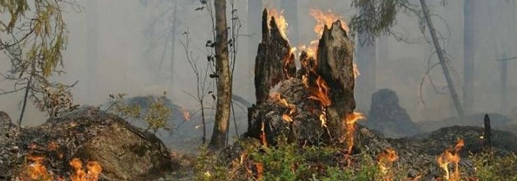 Лес, огонь, пожар, горит дерево