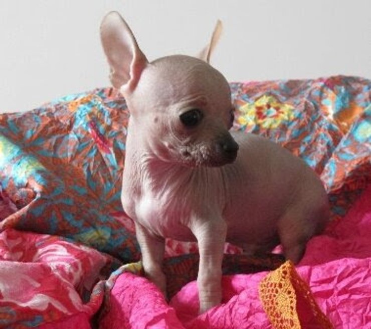 Лисий чихуахуа