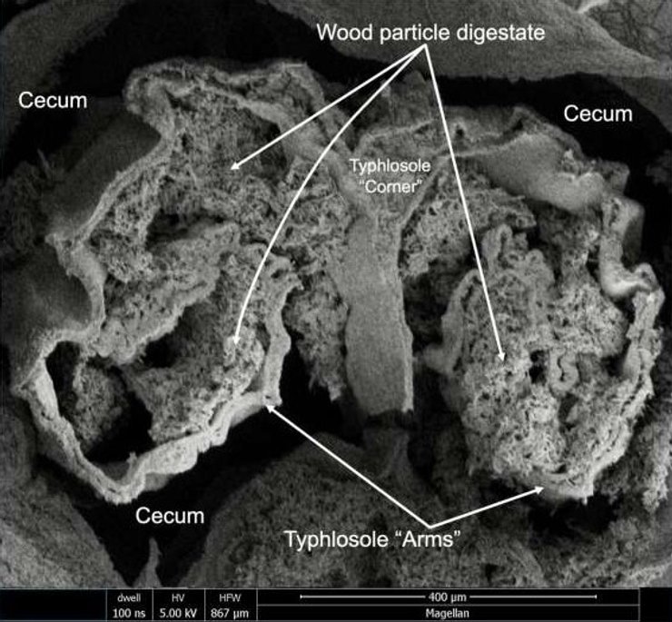 корабельний черв'як структура