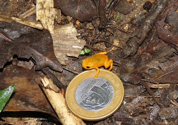 жаба блохаа монета