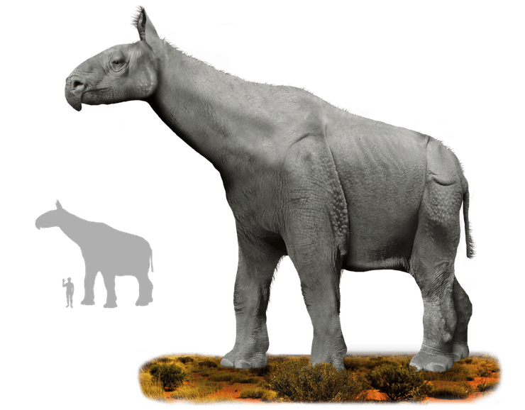 индрикотерий, парацетарий