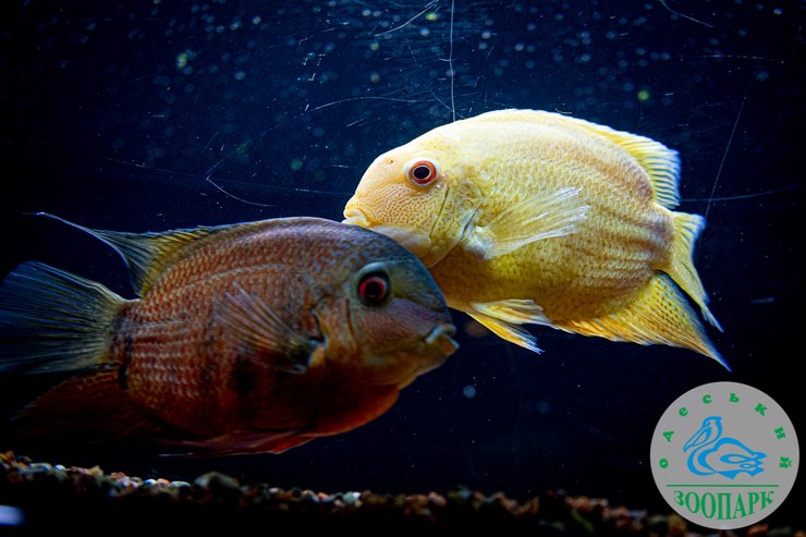 Рыбки Цихлазоми, фото