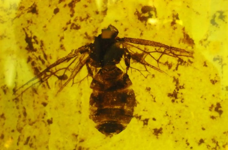 окаменелость летающего муравья