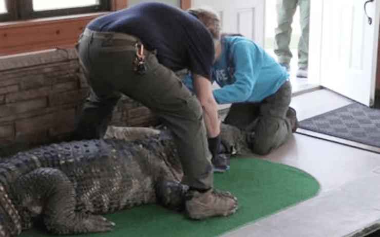 Чоловік тримав удома алігатора, алігатор, рептилія, небезпечна тварина, справжній монстр, тварина хворіє, старий алігатор