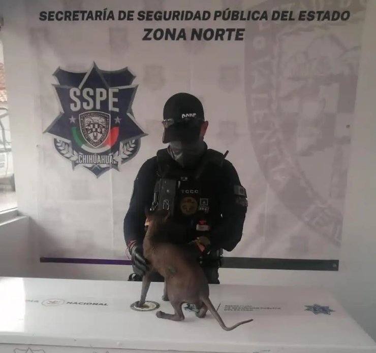 кот сфинкс, мексиканский наркокартель, кот татуировка