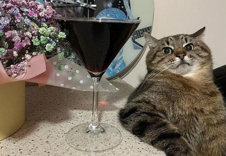 кіт степан, харківський кіт