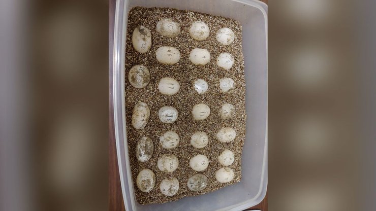 черепахи, яйца черепахи