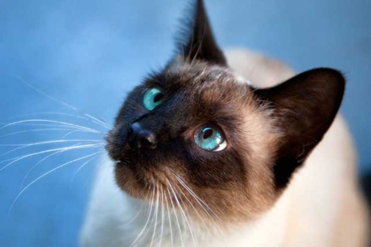 Сиамские коты