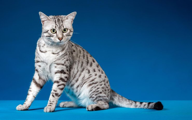 фото, египетский мау