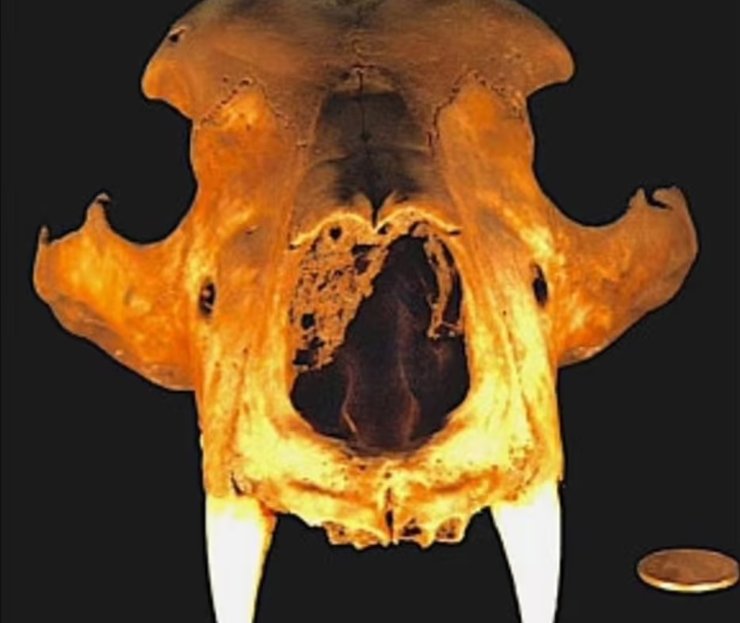 Череп, древний медведь