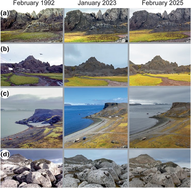 растительность в антарктиде