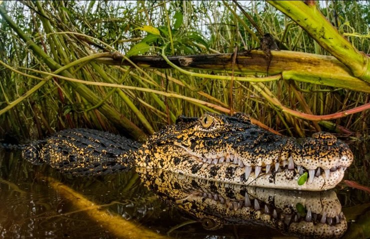 Крокодил, Кубинский крокодил, редкие животные, животные на грани вымирания, исчезающие виды