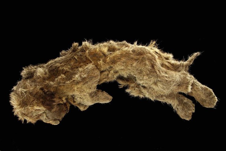 печерний лев, печерний левеня, левеня Спарта, вічна мерзлота