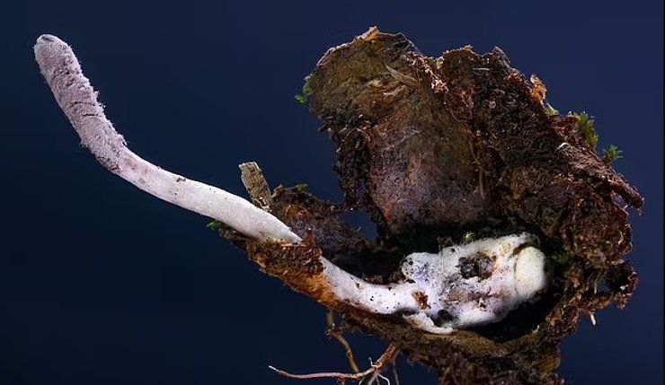 гриб стебло стебло паразит