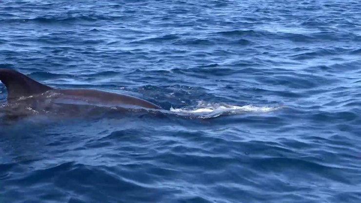 плавник дельфина, дельфины оплакивают мертвых, дельфины устраивают похороны, дельфины похороны, есть ли у дельфинов,  дельфины интересные факты, поведение дельфинов, чувства дельфинов