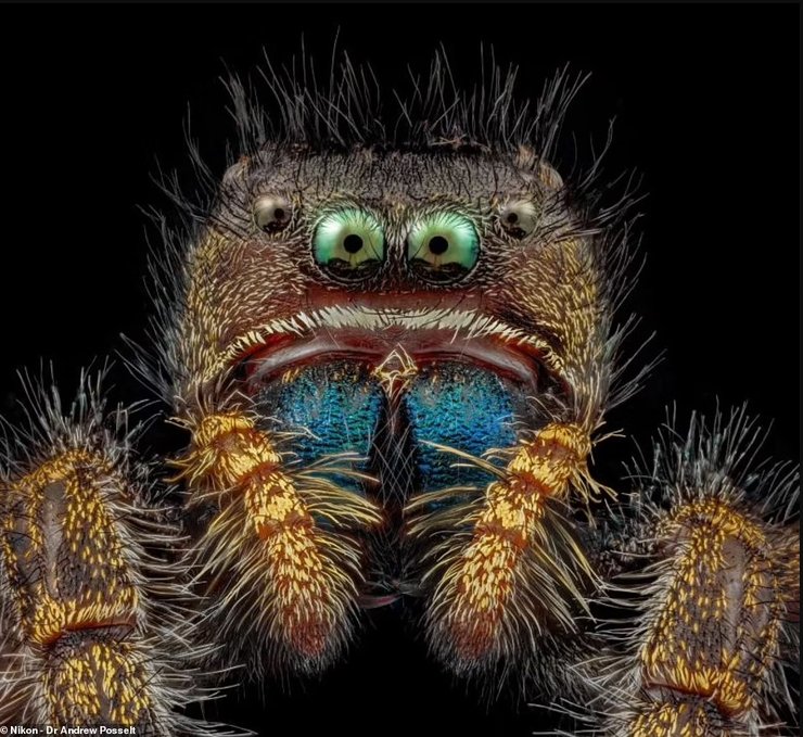 Барвисті фотографії павука, що стрибає