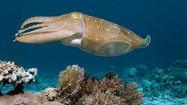 Каракатиця