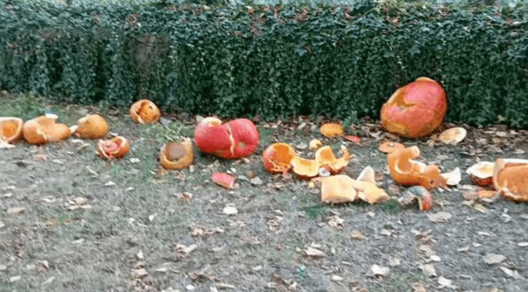 Священник разбил тыквы на Хеллоуин