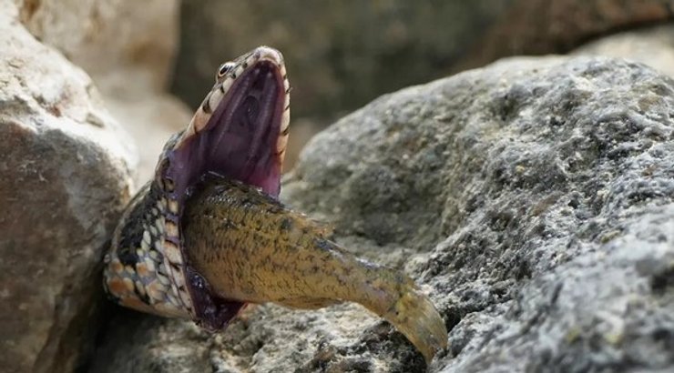 змея, змея глотает рыбу