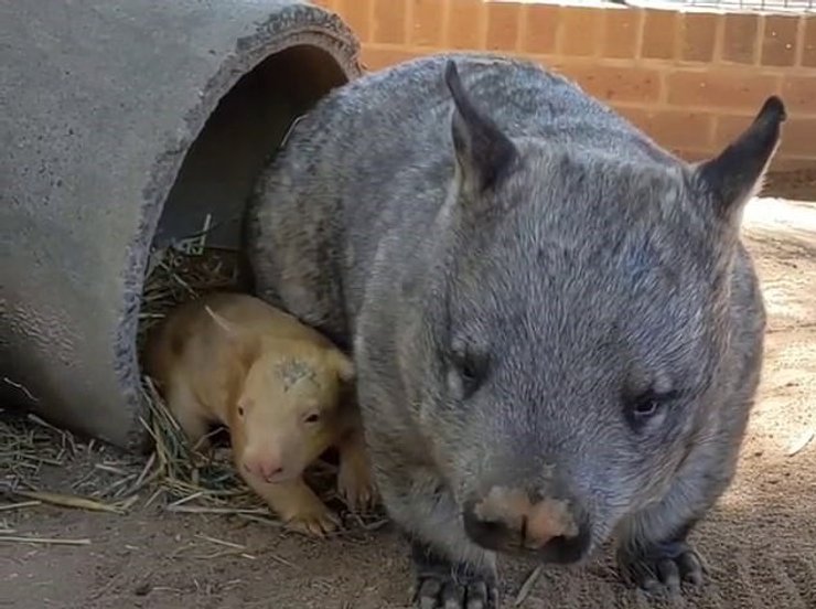 вомбат, унікальний ген
