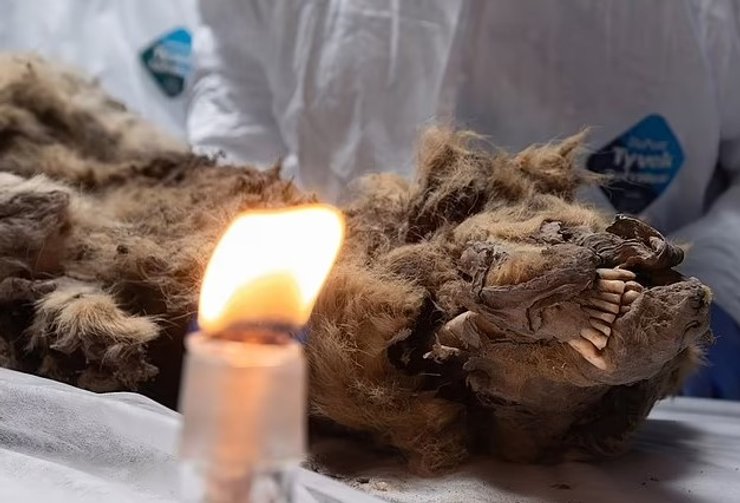 волк останки