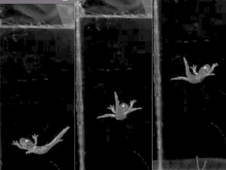 Саламандра, політ