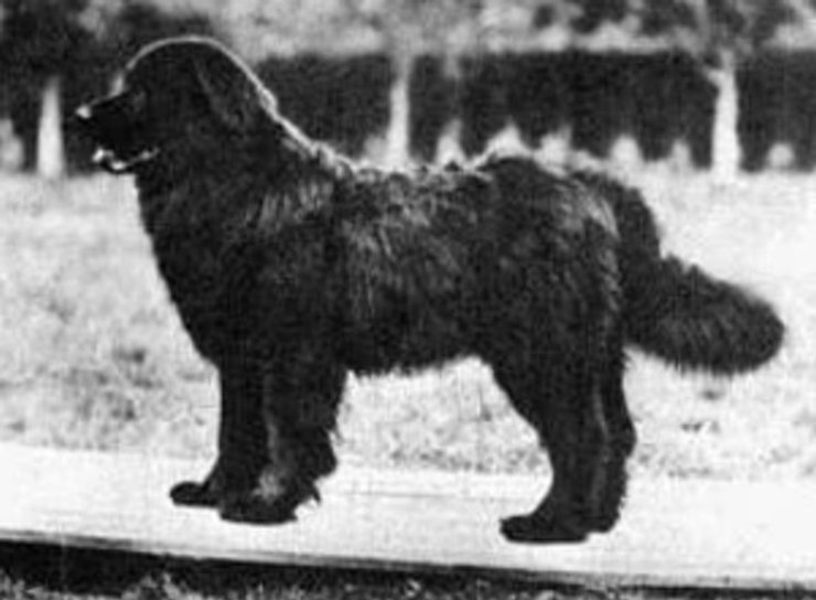 Московский водолаз, породы собак, исчезнувшие породы собак, редкие породы собак, собаки, домашние собаки, охотничьи собаки,