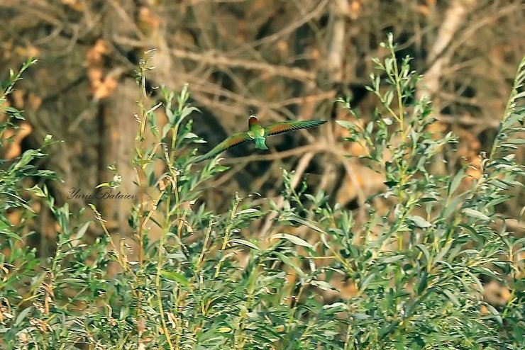 Пчелолоидка обыкновенная, пчелолоидка, птица пчелолоидка, пчелоид, птица пчелоид, пчелолоиды, пчелоид обыкновенный