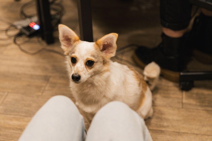 Что делать, когда нашел на улице животное? Как не пройти мимо с пользой? Практические советы от бренда Клуб 4 Лапы