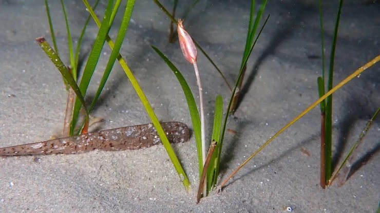 квіти, морські квіти