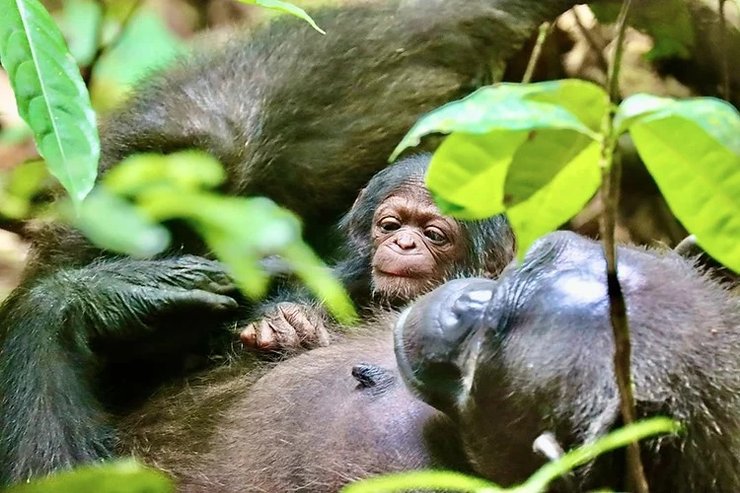 шимпанзе, соціальні навички, шимпанзе надають медичну допомогу, мавпи лікують