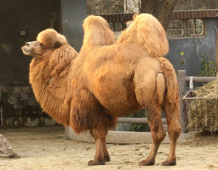 Дикий двугорбый верблюд